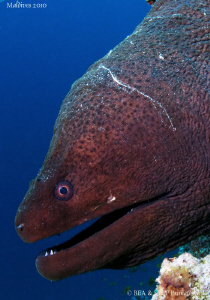 Giant Moray eel. by Bea & Stef Primatesta 